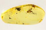 Detailed Fossil Fungus Gnat (Mycetophilidae) In Baltic Amber #367527-1